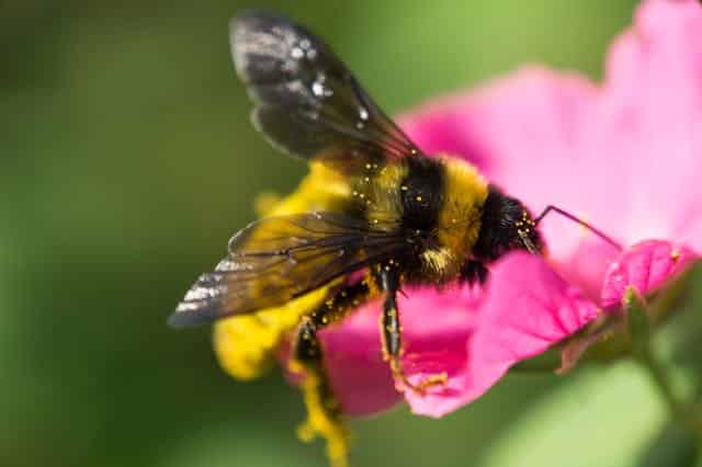 Bij vriendelijke tuin 