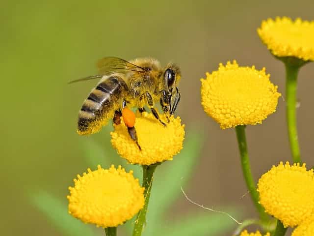 Een bij op een bloem